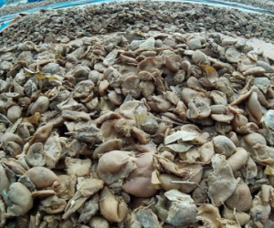 Cận cảnh ngâm, phơi chanh, quất bẩn làm mứt tết