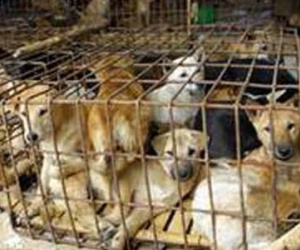 Bắt nhóm thanh niên lái xế hộp đi trộm chó