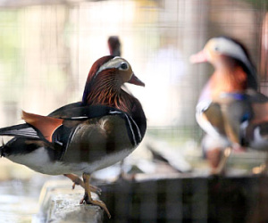 Chiêm ngưỡng đàn chim Lạc Hồng đẹp lạ lùng giá hàng trăm triệu