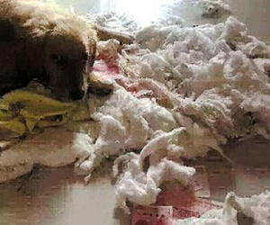 Chồng lộ quỹ đen vì bị chó cắn nát tiền giấu trong chăn