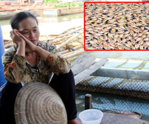 Dân làng cá bè Đồng Nai: "Tết này trắng tay rồi"
