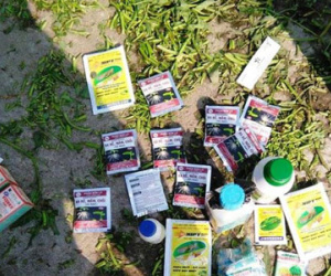 Bắt quả tang nông dân tưới nhớt thải lên ruộng rau muống