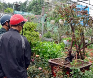 Ngắm hồng cổ Sapa cực quý, giá 50 triệu chơi Tết