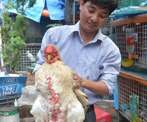 Hàng độc, lạ ra thị trường tết