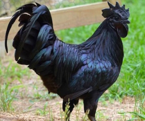 Cận cảnh loại gà mang tên siêu xe đắt khủng khiếp ở Việt Nam
