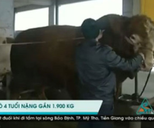 Chú bò "khổng lồ" nặng gần 2 tấn ở Trung Quốc
