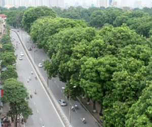 Hàng cổ thụ ven hồ Thủ Lệ sẽ bị đánh chuyển, chặt hạ sau Tết