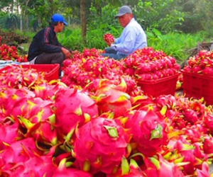 Người Trung Quốc ồ ạt mua bông thanh long
