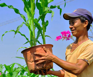 Nông dân biến lúa, bắp thành cây cảnh chơi Tết