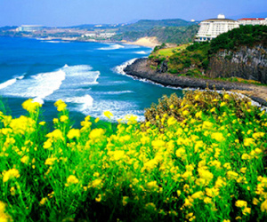 46 du khách Việt Nam "mất tích" ở đảo Jeju, Hàn Quốc