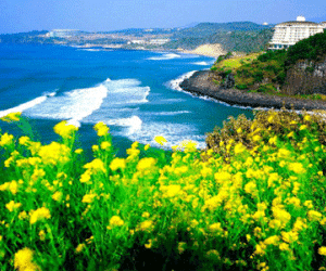 Người Việt "biến mất" ở Jeju: cảnh sát truy lùng 1 người Hàn