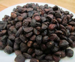 Săn hạt dổi rừng 4 triệu/kg: Nhà giàu dậy hương ngày Tết
