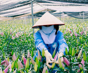 Người trồng hoa ở Mê Linh chi hàng trăm triệu đưa hoa ly lên Sa Pa "lánh nạn"