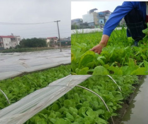 Cận cảnh luống rau "đặc biệt" Phó Thủ tướng Vũ Đức Đam đã đề cập
