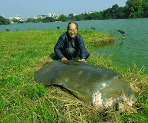 Cụ rùa Hồ Gươm qua đời