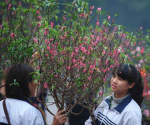 "Nói Tết không để đào, mai, quất trong nhà là phá hoại văn hóa"