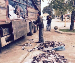 Xe tải chở 20 tấn mực khô phân hủy hôi thối ra Hà Nội tiêu thụ