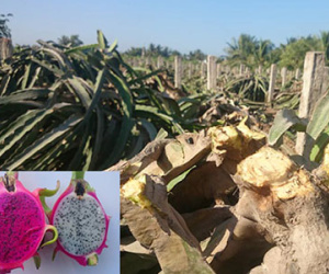 Ồ ạt chặt thanh long ruột trắng trồng ruột đỏ: "Đánh bạc" với thị trường