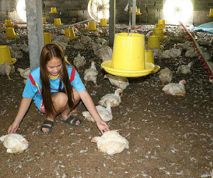 Trực thăng của tướng Thái Lan làm chết 2.400 con gà