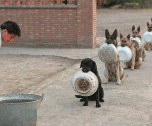 Hình ảnh đàn chó xếp hàng để chờ được rửa chân trước khi bước vào nhà gây sốt