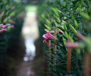 Những kiêng kỵ trên ban thờ trong ngày Tết