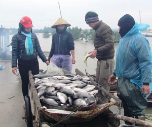 Rét đậm cá chết trắng lồng bè, nông dân mất Tết