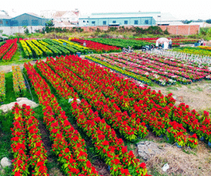 Về thăm cánh đồng hoa Tết chuẩn bị "đổ bộ" vào trung tâm Sài Gòn