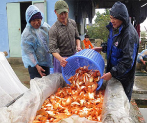 Làng bán cá chép tiễn Táo quân về trời