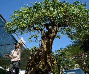 Mai, khế, lộc vừng giá hàng tỷ đổ về phố nhà giàu Sài Gòn