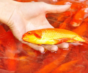 Mẹ chồng tức nổ mắt vì con dâu mang cá chép cúng đi rán vàng