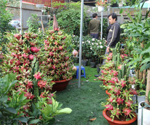 Chậu thanh long phát lộc bán giá 80.000 đồng mỗi quả