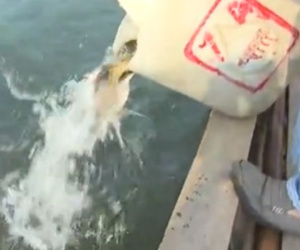 Clip: Ra giữa sông Sài Gòn thả cá chép tiễn Táo quân