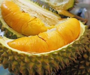 Sầu riêng chữa bệnh “sầu chung” đôi lứa