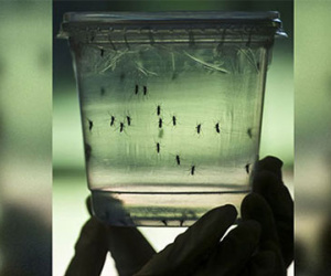 Ấn Độ đã bào chế được vắc xin phòng virut Zika?