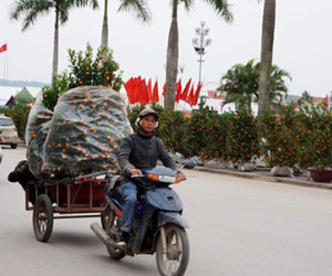 Chở thuê cây cảnh Tết kiếm bạc triệu mỗi ngày