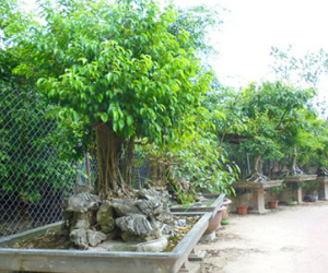 Đại gia rứt ruột bán rẻ siêu cây trả nợ trước Tết