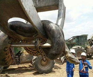 Phát hiện loài trăn khổng lồ nặng gần nửa tấn ở Brazil