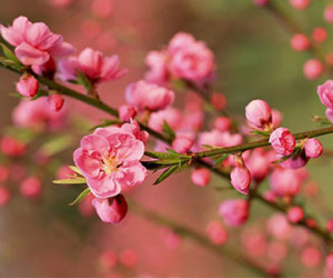 Vận may 27 Tết của bạn (5/2)