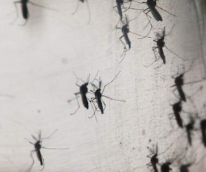Phát hiện virus Zika lây qua đường máu