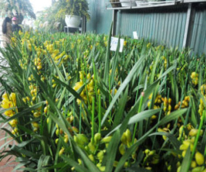 Hoa Trung Quốc lấn lướt chợ Tết