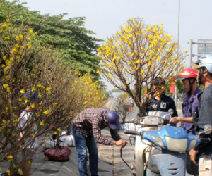 Mai, đào bạc triệu ở Sài Gòn đại hạ giá ngày cuối năm