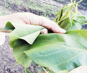 Kỳ quặc ăn Tết bằng...lá ngón