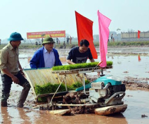 Bí thư, Chủ tịch Hà Nội xuống đồng đi cấy