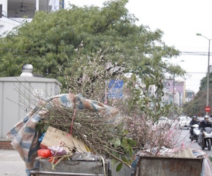 Sau Tết, giá đào Nhật Tân rẻ ngang mớ rau