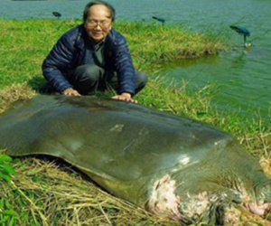 Bảo quản lâu dài xác rùa Hoàn Kiếm