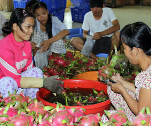Trái cây tăng giá, rộng cửa xuất khẩu