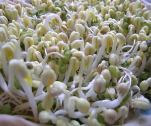 Giá đậu, vị thuốc kỳ diệu