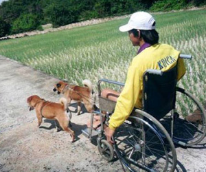 Clip: Đàn chó kéo xe cho chủ khuyết tật ở Quảng Ngãi