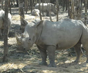 Vinpearl Safari chỉ có 130 khỉ xổng chuồng