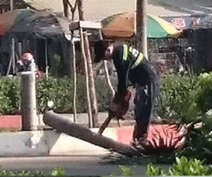 Nhiều cây cau trắng trên đường Phạm Văn Đồng bị đốn hạ